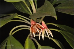 Bruguiera gymnorrhiza